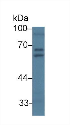 Western blot - Anti-PDIA5 antibody (AB232979)