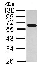 Western blot - Anti-PDIA5 antibody (AB97328)