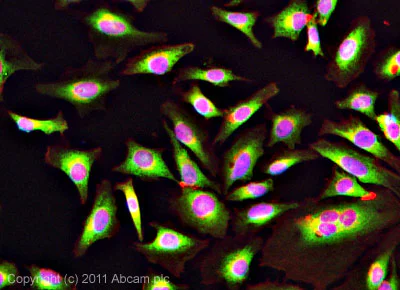 Immunocytochemistry/ Immunofluorescence - Anti-PDIA6 antibody (AB11432)