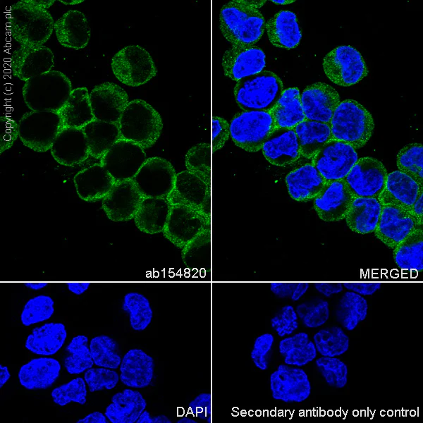 Immunocytochemistry/ Immunofluorescence - Anti-PDIA6 antibody [EPR10132(B)] - BSA and Azide free (AB249126)
