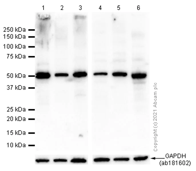 Western blot - Anti-PDIA6 antibody [EPR10132(B)] - BSA and Azide free (AB249126)