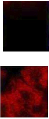 Immunocytochemistry/ Immunofluorescence - Anti-PDILT antibody (ab191851), expandable thumbnail