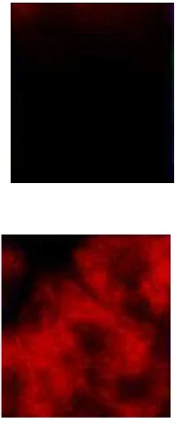 Immunocytochemistry/ Immunofluorescence - Anti-PDILT antibody (AB191851)