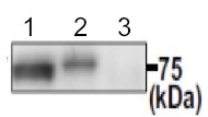 Immunoprecipitation - Anti-PDILT antibody (AB191851), expandable thumbnail