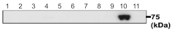 Western blot - Anti-PDILT antibody (AB191851), expandable thumbnail