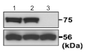 Western blot - Anti-PDILT antibody (AB191851), expandable thumbnail