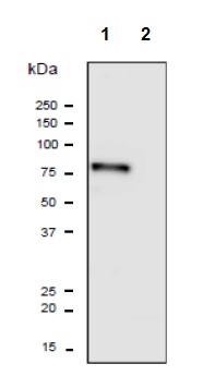 Western blot - Anti-PDILT antibody (AB191851), expandable thumbnail