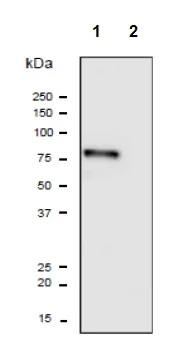 Western blot - Anti-PDILT antibody (AB191851)