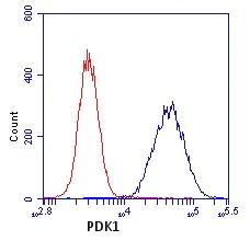 Flow Cytometry - Anti-PDK1 antibody [2H3AA11] (AB110335)