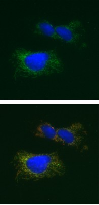 Immunocytochemistry/ Immunofluorescence - Anti-PDK1 antibody [2H3AA11] (AB110335)