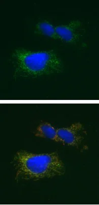 Immunocytochemistry/ Immunofluorescence - Anti-PDK1 antibody [2H3AA11] (AB110335)