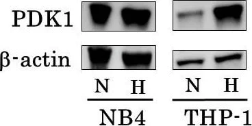 Western blot - Anti-PDK1 antibody [2H3AA11] (AB110335)