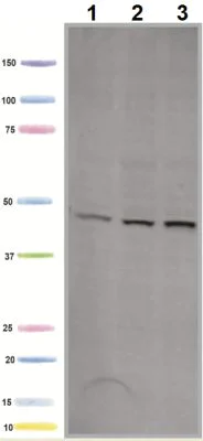 Western blot - Anti-PDK1 antibody [2H3AA11] (AB110335)