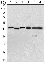 Western blot - Anti-PDK1 antibody [4A11] (AB110025)