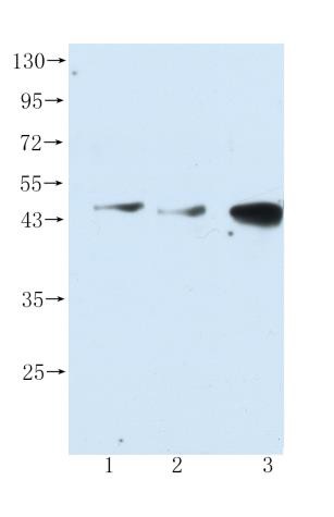 Anti-PDK1 antibody [4A11]