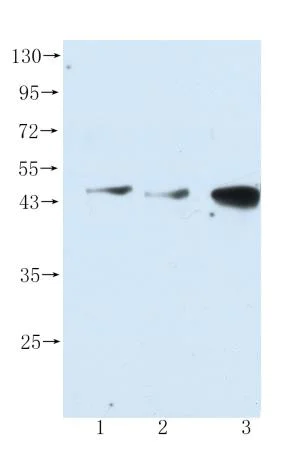 Western blot - Anti-PDK1 antibody [4A11] (AB110025)