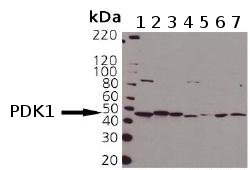 Western blot - Anti-PDK1 antibody (AB90444), expandable thumbnail