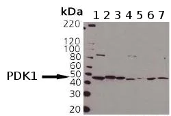 Western blot - Anti-PDK1 antibody (AB90444)