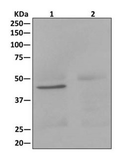 Immunoprecipitation - Anti-PDK1 antibody [EPR13009] (AB175190), expandable thumbnail