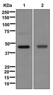 Western blot - Anti-PDK1 antibody [EPR13009] (AB175190)