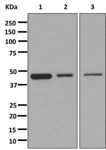 Western blot - Anti-PDK1 antibody [EPR13015] - C-terminal (AB180171), expandable thumbnail