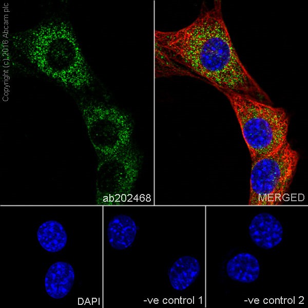 Immunocytochemistry/ Immunofluorescence - Anti-PDK1 antibody [EPR19571] (AB202468), expandable thumbnail