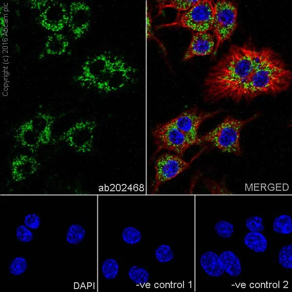 Immunocytochemistry/ Immunofluorescence - Anti-PDK1 antibody [EPR19571] - BSA and Azide free (AB251373)