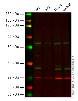 Western blot - Anti-PDK1 antibody [EPR19571] - BSA and Azide free (AB251373)