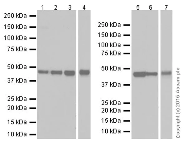 Western blot - Anti-PDK1 antibody [EPR19571] - BSA and Azide free (AB251373)
