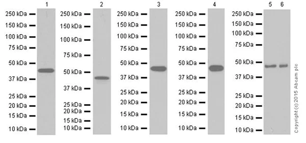 Western blot - Anti-PDK1 antibody [EPR19571] - BSA and Azide free (AB251373)