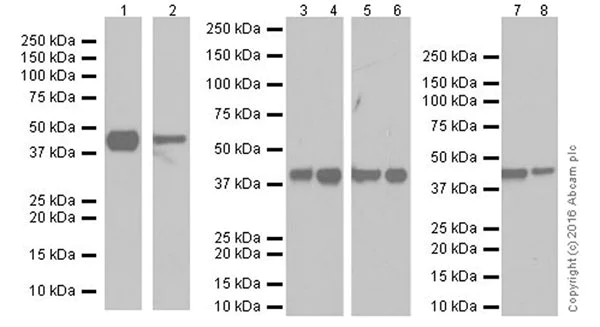 Western blot - Anti-PDK1 antibody [EPR19573] (AB207450)