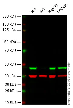 Western blot - Anti-PDK1 antibody [EPR19573] (AB207450)