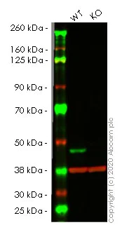 Western blot - Anti-PDK1 antibody [EPR19573] - BSA and Azide free (AB251478)