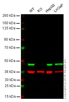 Western blot - Anti-PDK1 antibody [EPR19573] - BSA and Azide free (AB251478)