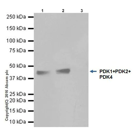 Immunoprecipitation - Anti-PDK1 + PDK2 + PDK4 antibody [EPR19727] - BSA and Azide free (AB251492)
