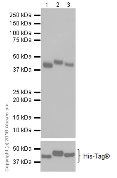 Western blot - Anti-PDK1 + PDK2 + PDK4 antibody [EPR19727] - BSA and Azide free (AB251492)