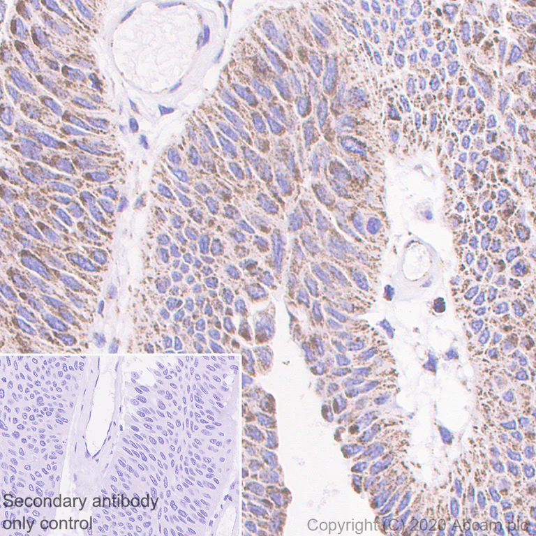 Immunohistochemistry (Formalin/PFA-fixed paraffin-embedded sections) - Anti-PDK2 antibody [EPR1948Y] - BSA and Azide free (AB227847)