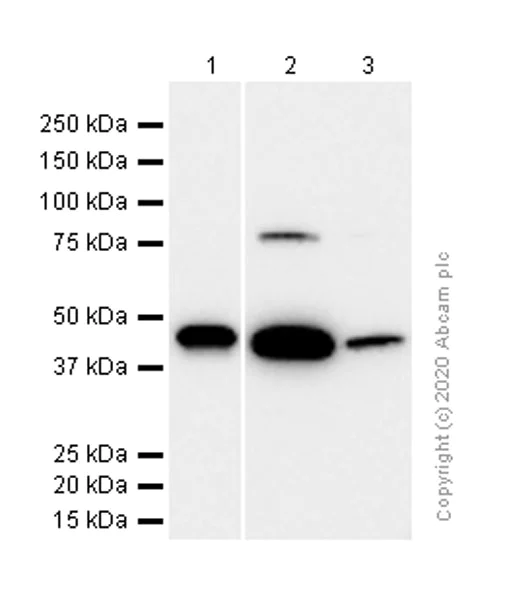 Western blot - Anti-PDK2 antibody [EPR1948Y] - BSA and Azide free (AB227847)