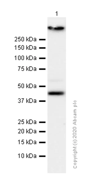 Western blot - Anti-PDK2 antibody [EPR1948Y] - BSA and Azide free (AB227847)