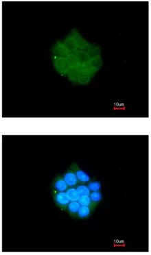 Immunocytochemistry/ Immunofluorescence - Anti-PDK3 antibody (AB154549)