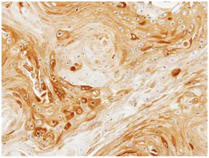 Immunohistochemistry (Formalin/PFA-fixed paraffin-embedded sections) - Anti-PDK3 antibody (AB154549)