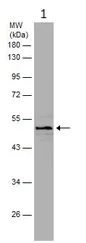 Western blot - Anti-PDK3 antibody (AB154549)