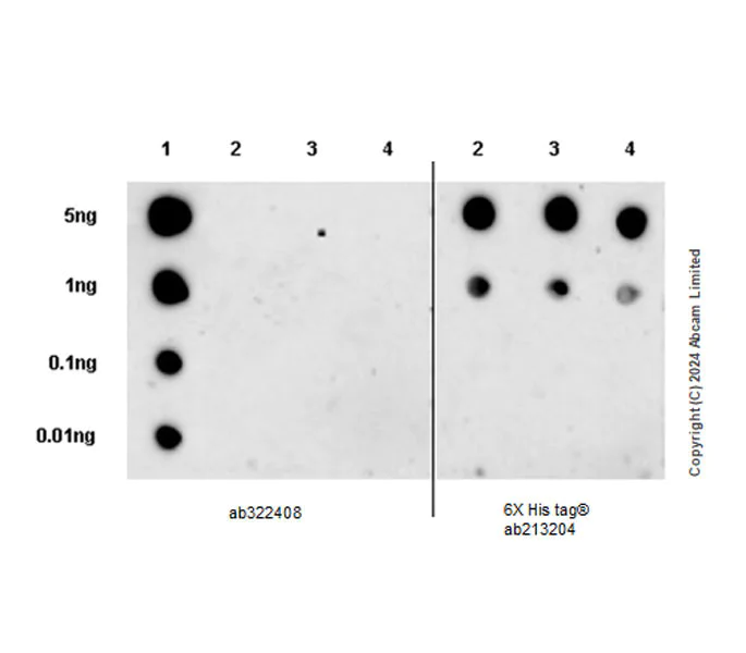 Dot Blot - Anti-PDK3 antibody [EPR29108-32] (AB322408)