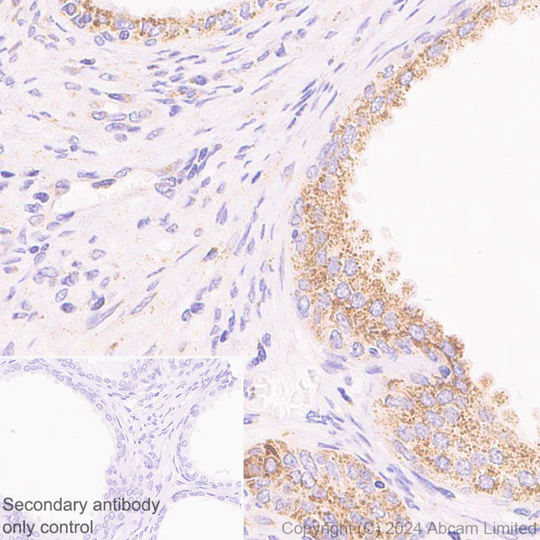 Immunohistochemistry (Formalin/PFA-fixed paraffin-embedded sections) - Anti-PDK3 antibody [EPR29108-32] (AB322408)