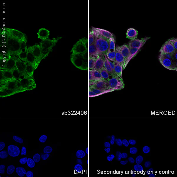 Immunocytochemistry/ Immunofluorescence - Anti-PDK3 antibody [EPR29108-32] - BSA and Azide free (AB324841)