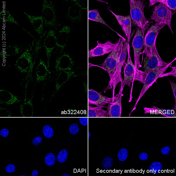 Immunocytochemistry/ Immunofluorescence - Anti-PDK3 antibody [EPR29108-32] - BSA and Azide free (AB324841)
