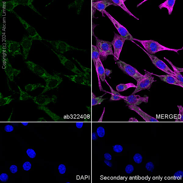 Immunocytochemistry/ Immunofluorescence - Anti-PDK3 antibody [EPR29108-32] - BSA and Azide free (AB324841)