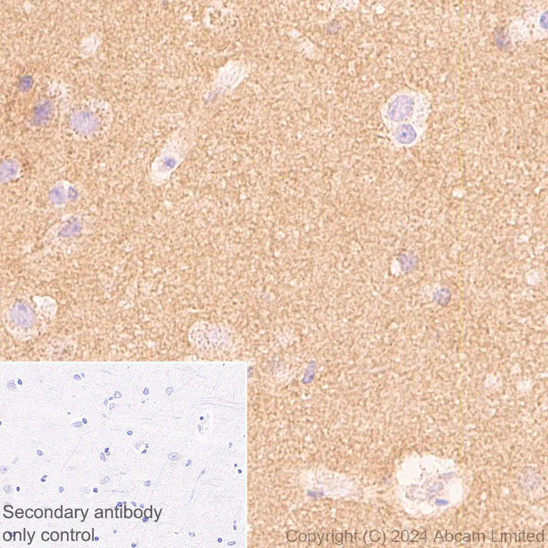 Immunohistochemistry (Formalin/PFA-fixed paraffin-embedded sections) - Anti-PDK3 antibody [EPR29108-32] - BSA and Azide free (AB324841)
