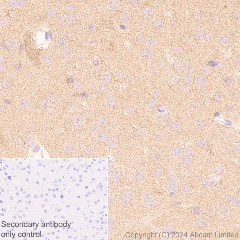 Immunohistochemistry (Formalin/PFA-fixed paraffin-embedded sections) - Anti-PDK3 antibody [EPR29108-32] - BSA and Azide free (AB324841)