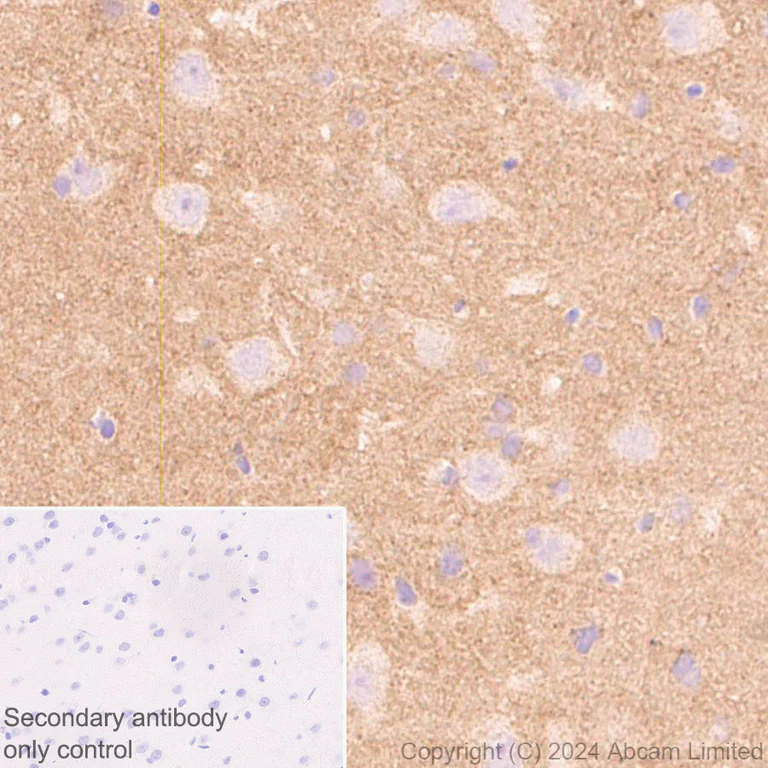 Immunohistochemistry (Formalin/PFA-fixed paraffin-embedded sections) - Anti-PDK3 antibody [EPR29108-32] - BSA and Azide free (AB324841)